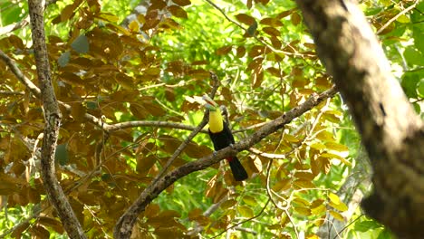 Majestic-Keel-Billed-Toucan-standing-in-a-branch-calling-for-mates