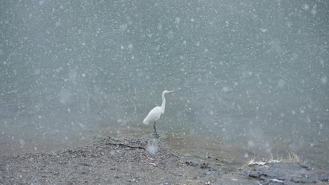 White-Japanese-Egret-in-Heavy-Snow-by-River,-Slow-Motion