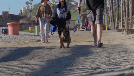 Guy-walking-a-French-Bulldog-barefoot-in-San-Clemente,-California