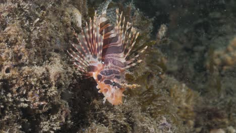A-colourful-deadly-Lion-fish-sits-on-a-reef-structure-while-displaying-its-venomous-pectoral-fins