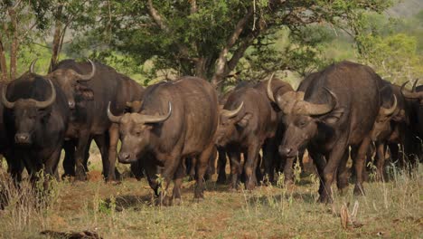 Cape-Buffalo-Herd-Walk-Toward-Camera-in-Somkhanda-Game-Reserve,-South-Africa