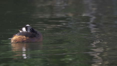 White-tufted-grebe-swims-in-dark-water-as-bugs-swarm-around,-close-up