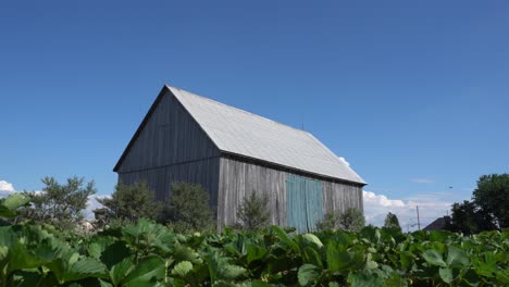 An-old-barn-view-from-the-outside-during-a-beautiful-summer-day