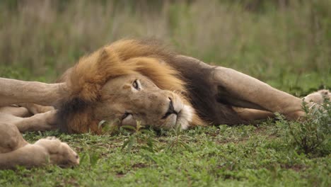 African-Lion-patriarch-with-collar-resting-with-pride-on-green-savanna
