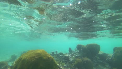 Leben-Unter-Wasser-Am-Korallenriff-In-Der-Nähe-Von-Tulum-In-Mexiko