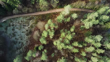 Top-down-aerial-drone-view-of-conifer-forest-in-Lithuania