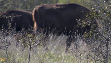 European-bison-bonasus-grazing-in-a-grassy-steppe,-windy,-Czechia