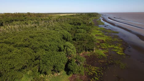 Forward-aerial-of-green-forest-and-sand-banks-by-Rio-de-la-Plata