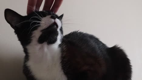 Person's-Hand-Petting-A-Cat-Head---close-up