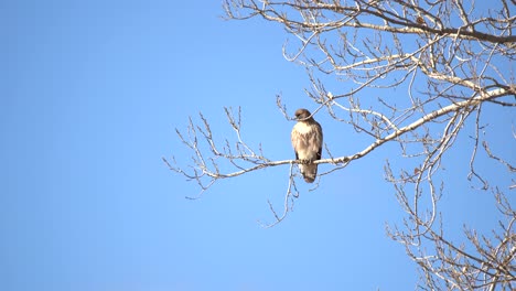 Red-tailed-hawk-perching-on-a-tree-branch