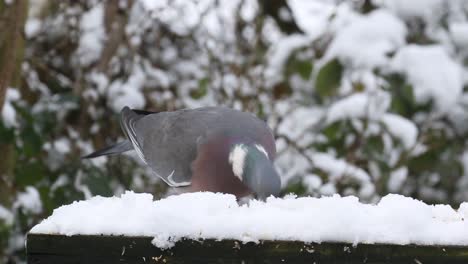 Ringeltaube-Columba-Palumbusow-Auf-Schneebedecktem-Vogelhäuschen
