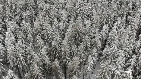 Beautiful-high-angle-shot-of-winter-pine-forest-treetops-in-aerial-drone-shot