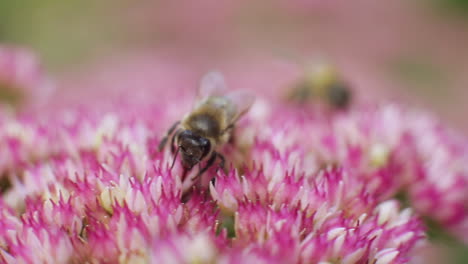 Honey-bees-collect-nectar-from-pink-flowers-in-garden,-close-up-shot