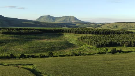 Luftaufnahmen-über-Maisfeldern-Zeigen-In-Der-Ferne-Eine-Riesige-Sojabohnenfarm