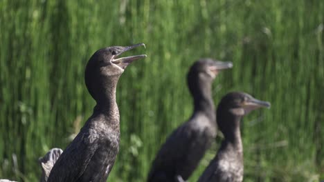 Close-up-of-a-group-of-neotropic-cormorants-performing-a-long-calling-courtship-display-during-breeding-season