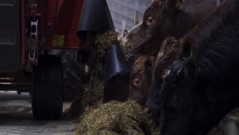 Low-angle-shot-of-bale-shredder-feeding-Norwegian-cows-with-fresh-silage-grass-indoors-in-barn