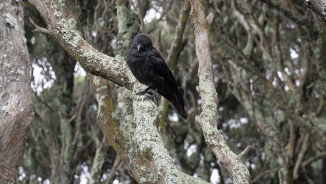 SLOW-MOTION-Crow-Perched-On-Moonah-Tree-Branch-Looking-Around