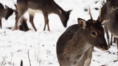 Young-fallow-deer-buck-looking-for-something-to-eat-in-snow,winter