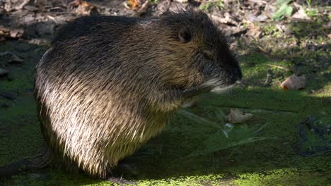 Cute-Nutria-in-moss-river-stream-cleaning-face-with-hands-in-morning