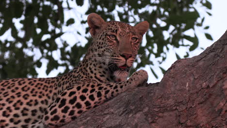 Close-up-of-leopard-on-lookout-in-tree,-breathing-heavily,-golden-hour