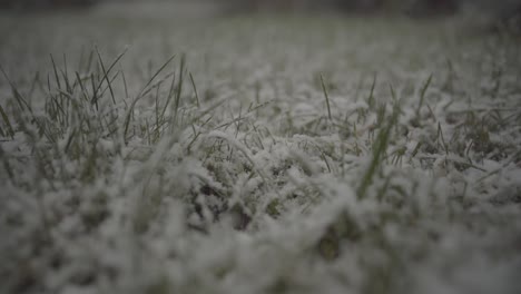 Close-view-in-slow-motion-of-green-grass-covered-by-snow-flakes