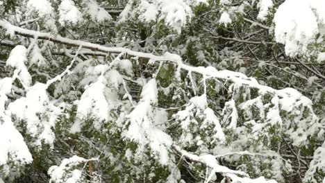 Snow-Covered-Pine-Tree-Branches-And-Leaves---Snowfall-In-Eastern-Canada-During-Winter---close-up,-slider-shot