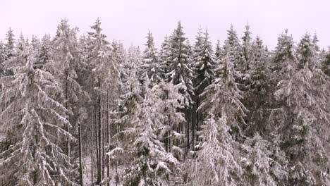 Ascending-drone-from-tree-trunks-to-treetops-in-winter-season-forest-scene