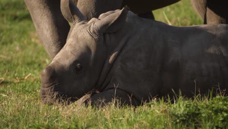 Close-up-of-a-baby-white-rhino-lying-down-and-raising-its-head