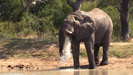 A-large-elephant-bull-standing-at-a-waterhole-takes-a-drink-with-his-trunk-and-then-spits-out-most-of-the-water