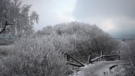 Magical-frozen-plants-in-winter-landscape-in-moving-back-gimbal-shot