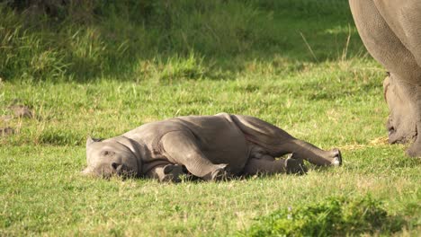 Ternero-De-Rinoceronte-Blanco-Acostado-En-La-Hierba-Para-Descansar-En-Un-Día-Caluroso-Mientras-Su-Madre-Se-Alimenta-Cerca