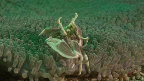 Close-up-of-porcelain-crab-in-sea-anemone-feeding-on-plankton