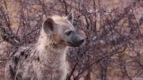 Alert-and-curious,-Spotted-Hyena-looks-around-in-the-African-rain