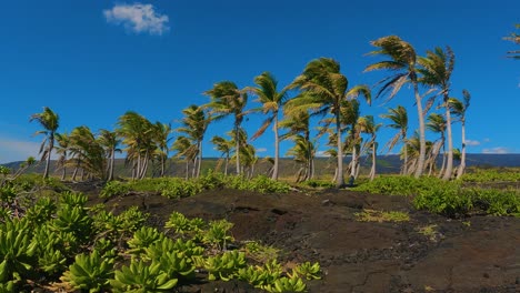 Oasis-Tropical-En-Hawai