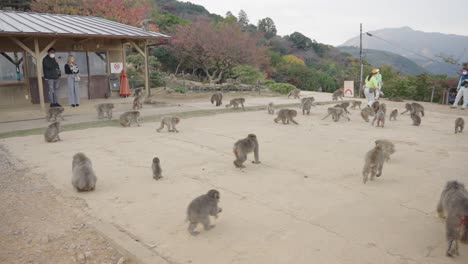 Slow-motion-static-park-of-large-group-of-macaques-being-feed-for-tourists