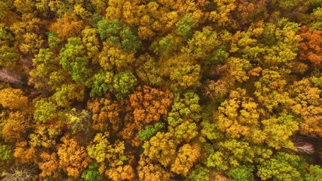 Luftbild-Von-Oben-Nach-Unten-Auf-Den-Herbstwald-Mit-Grünen-Und-Gelben-Bäumen