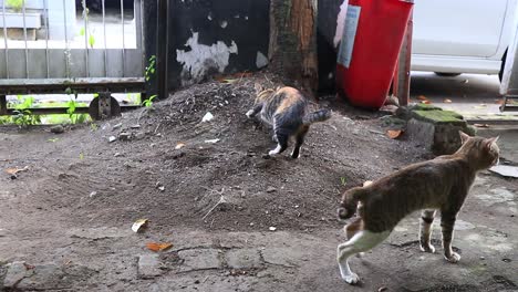 cat-when-pooping-in-the-sand,-then-bury-it-by-scratching-the-ground