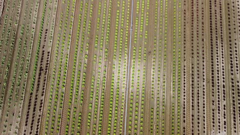 Luftaufnahmen-Eines-Salatfeldes-Mit-Roten-Und-Grünen-Pflanzen,-Vogelperspektive