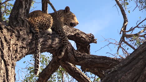 Leopard-surveys-surroundings-from-tree-branch,-blue-sky-in-background