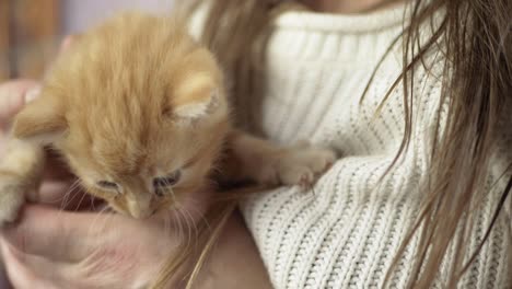 Woman-holding-cute-young-baby-ginger-kitten-in-hands-medium-shot