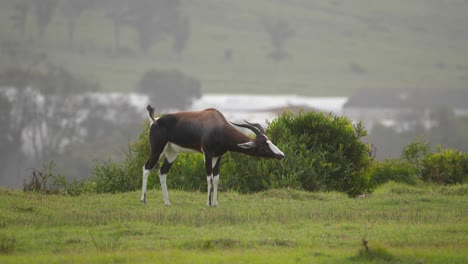 A-pair-of-bontebok-wandering-the-grass-plains-of-South-Africa
