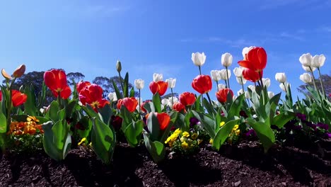 Eine-Million-Tulpen-Blühen-Beim-Floriade-Frühlingsfest-In-Canberra