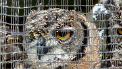 Close-up-of-owl-faces-in-enclosure-at-zoo