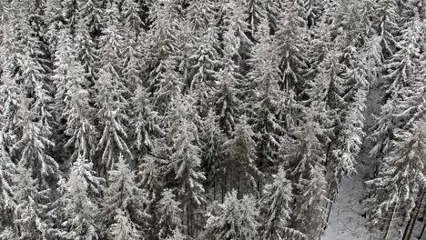 Ascending-drone-shot-while-revealing-frozen-pine-forest-treetops