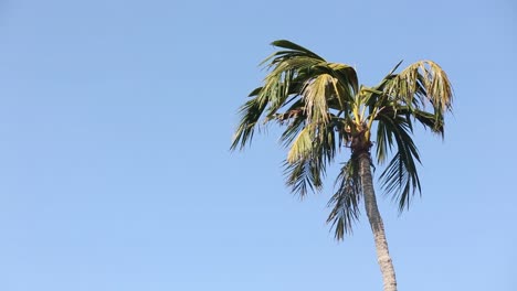 Footage-of-Coconut-Tree-Waving-by-The-Wind-Stading-Alone-On-Sunny-Day