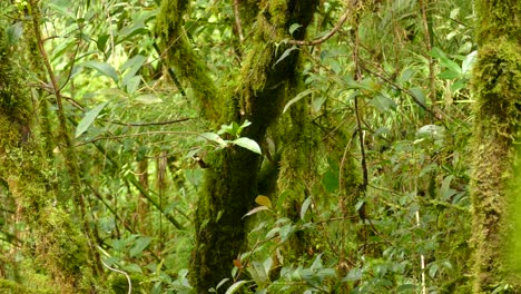 Tree-covered-with-moss-and-hanging-vines-in-the-thick-jungle