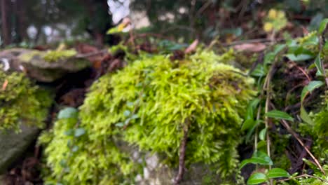 Dolly-forward-shot-of-growing-green-moss-and-plants-on-natural-stone-wall-in-nature-during-bright-day