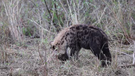 Süßes,-Flauschiges-Hyänenjunges-Kaut-Knochen-Im-Hohen,-Trockenen-Afrikanischen-Savannengras