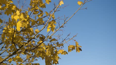 Yellow-leaves-on-tree-blowing-in-the-wind-in-slow-motion