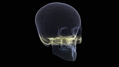 Futuristic-holographic-X-ray-tomography-scanning-patient's-Skull-for-health-evaluation-simulation-medical-examination,-and-assessment-in-full-rotation-loop-with-alpha-channel---medical-concept